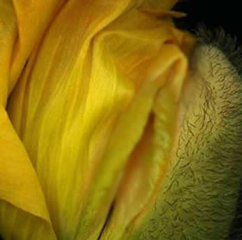 女人十大名器詳解：不一樣的外陰形狀不一樣的感覺