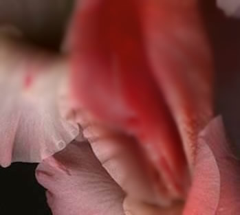 女人十大名器詳解：不一樣的外陰形狀不一樣的感覺