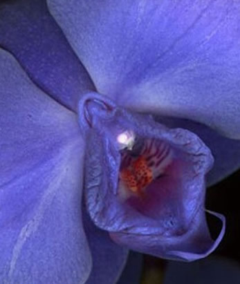 女人十大名器詳解：不一樣的外陰形狀不一樣的感覺