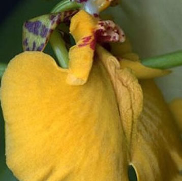 女人十大名器詳解：不一樣的外陰形狀不一樣的感覺